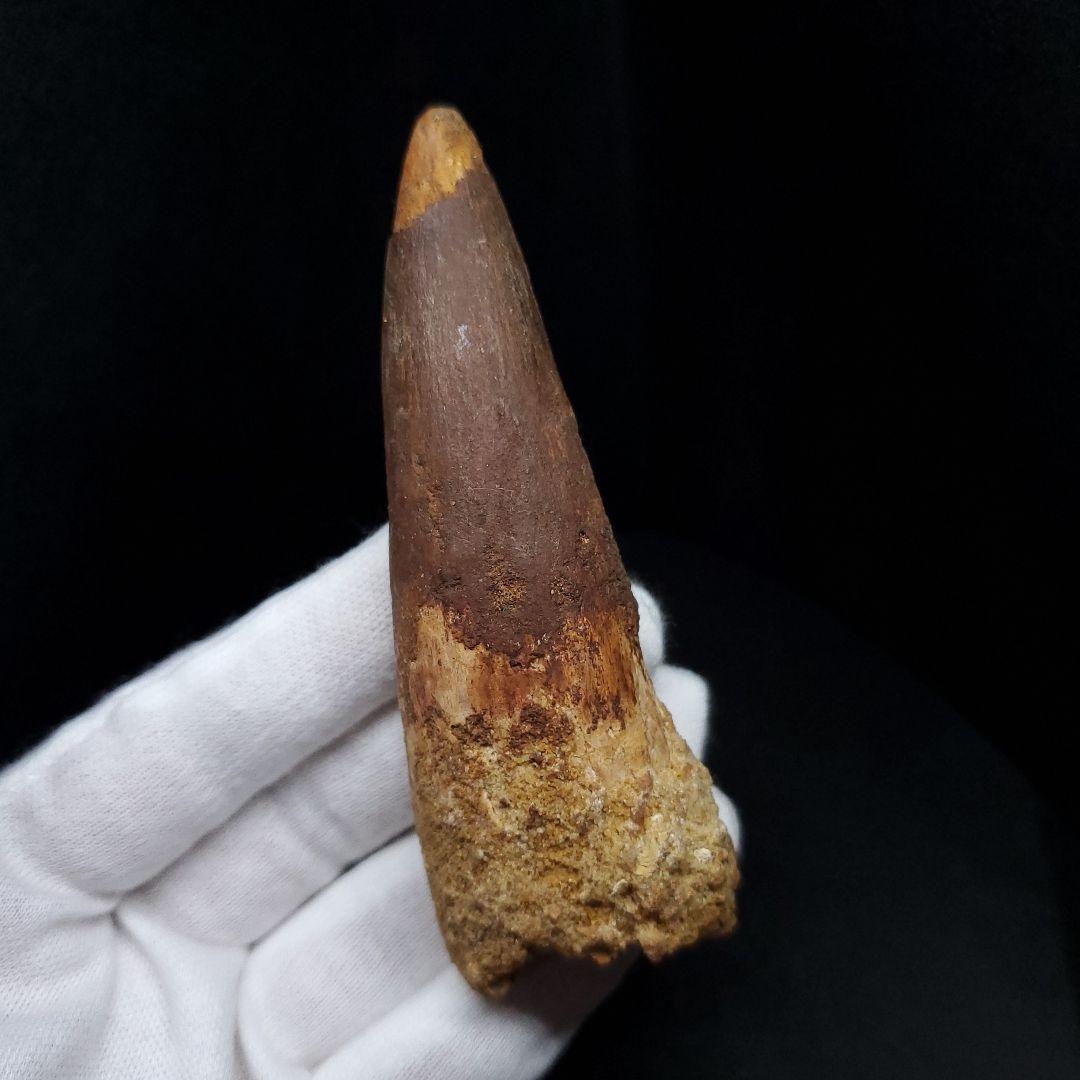 美品 スピノサウルス 本物 モロッコ産 90.98mm sp438