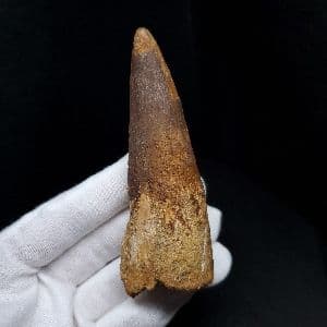 美品 スピノサウルス 本物 モロッコ産 90.98mm sp438