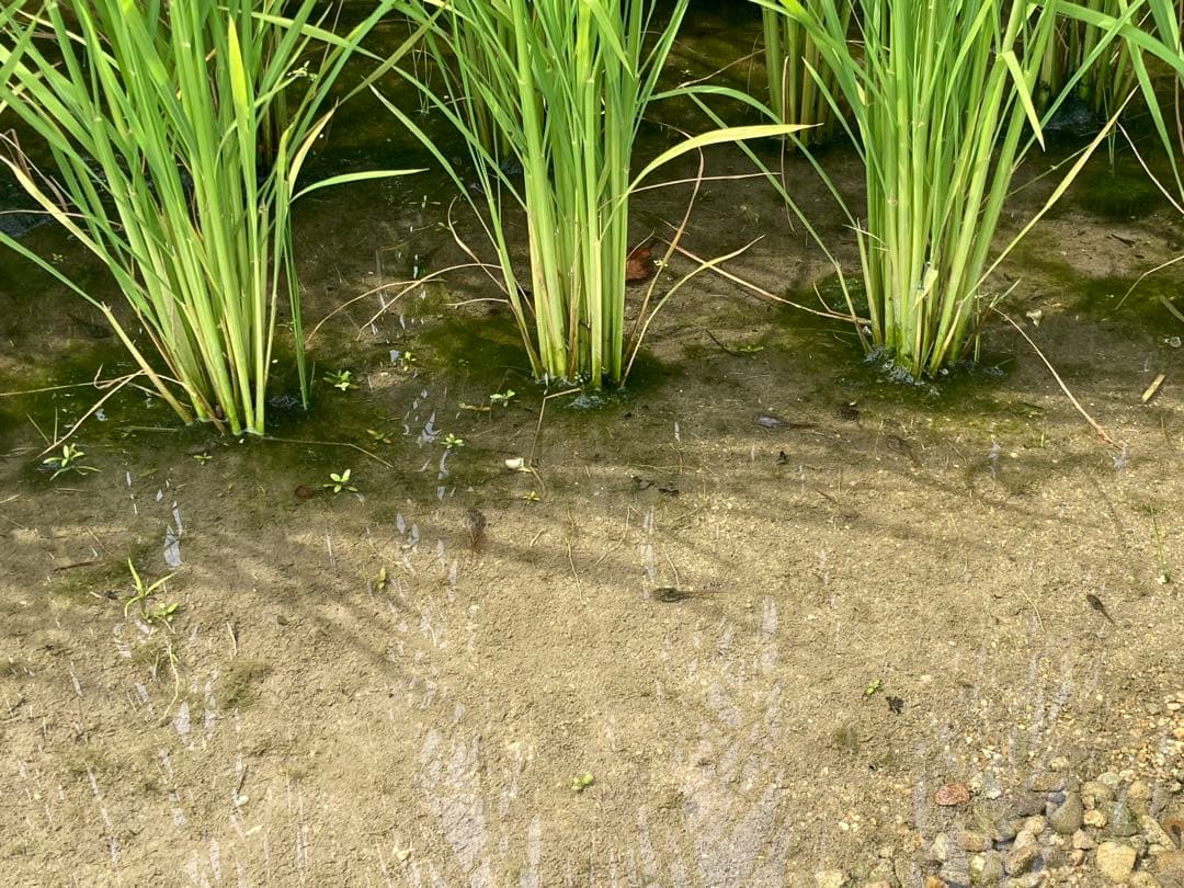 2025年産ゆうだい21 玄米20kg