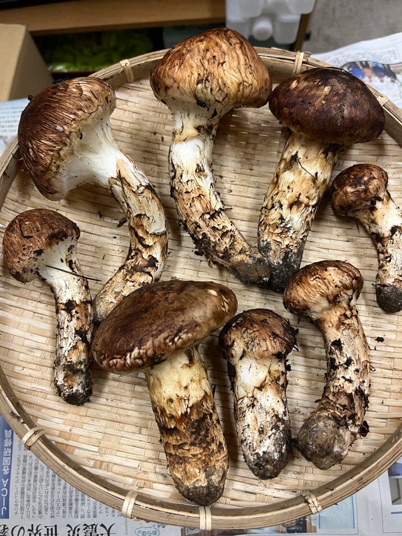 岩手県産松茸　良型　2 今期最終