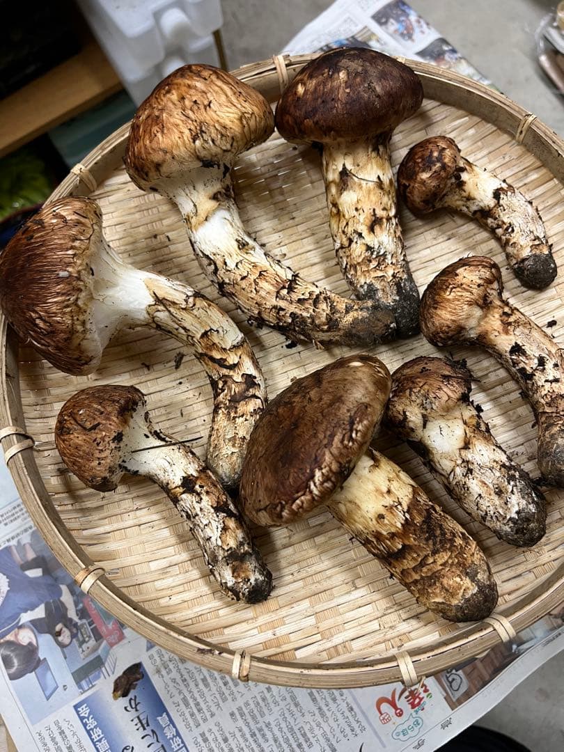 岩手県産松茸　良型　2 今期最終
