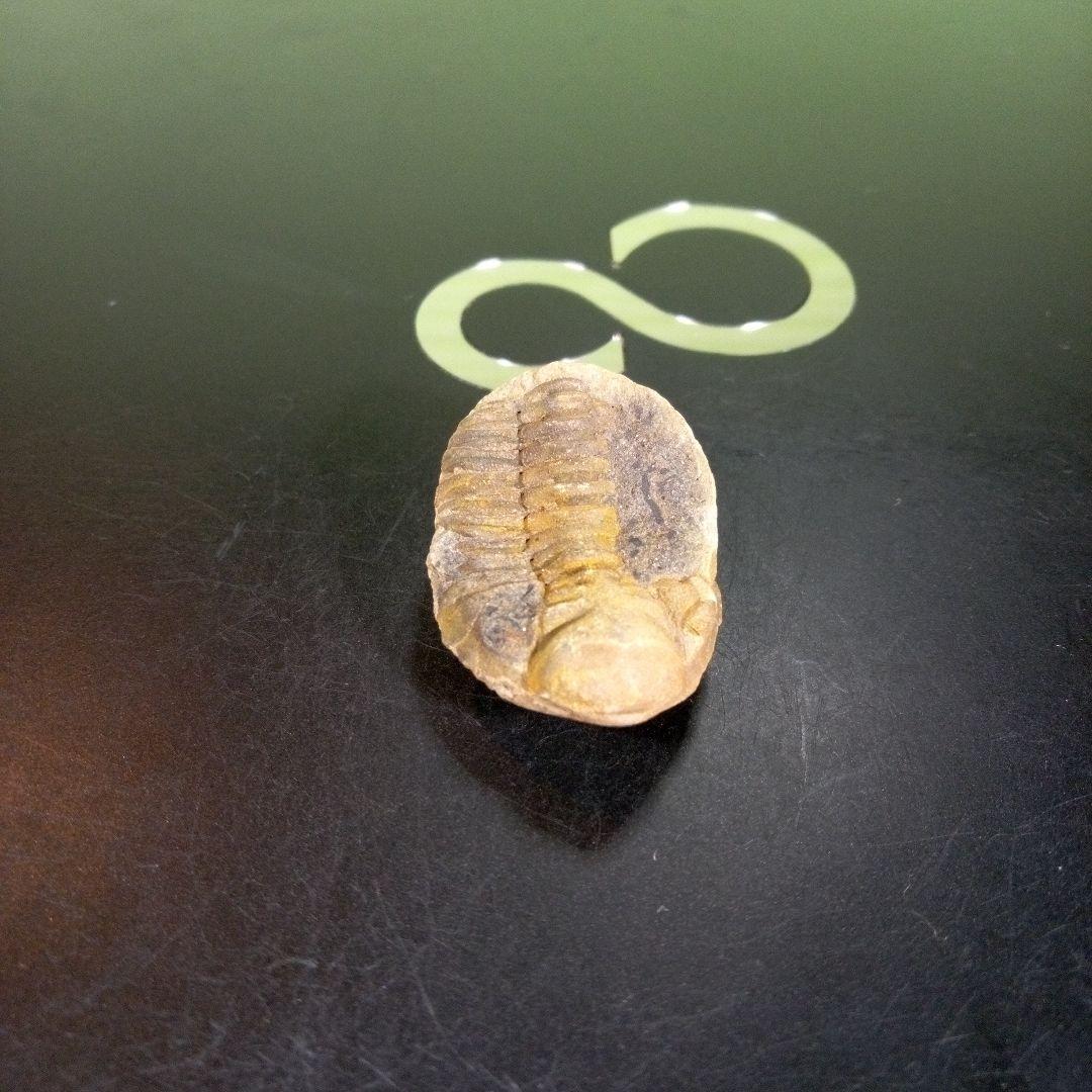 三葉虫　化石　fossil　海　ボリビア産　trilobite　海生動物分類⑥