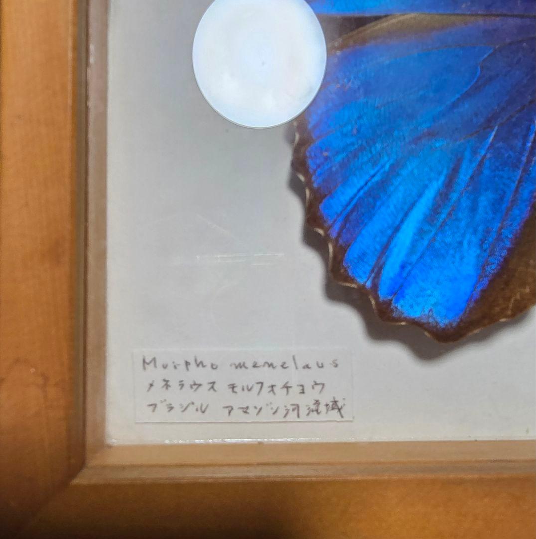 メネラウスモルフォ　蝶　昆虫標本　ビンテージ