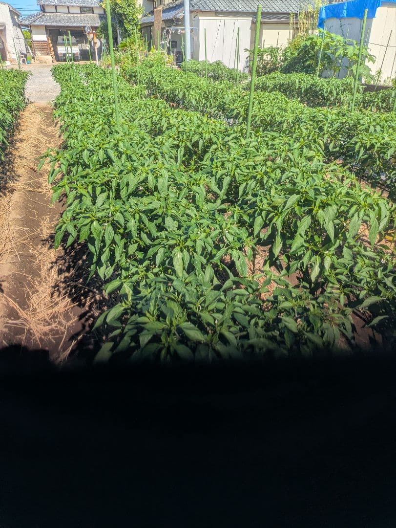 みおさん専用激辛青唐辛子10キロです。