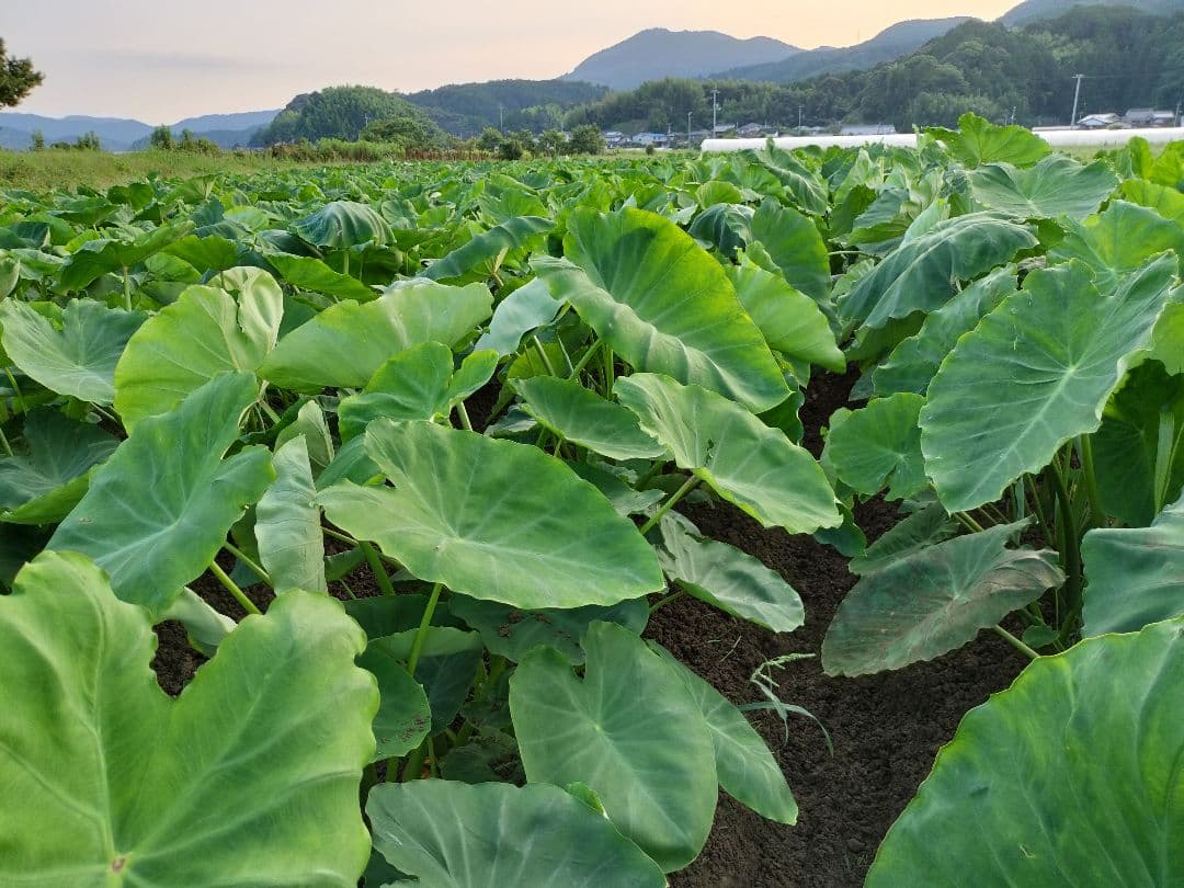 【栽培期間中農薬不使用】女早生 里芋 15kg