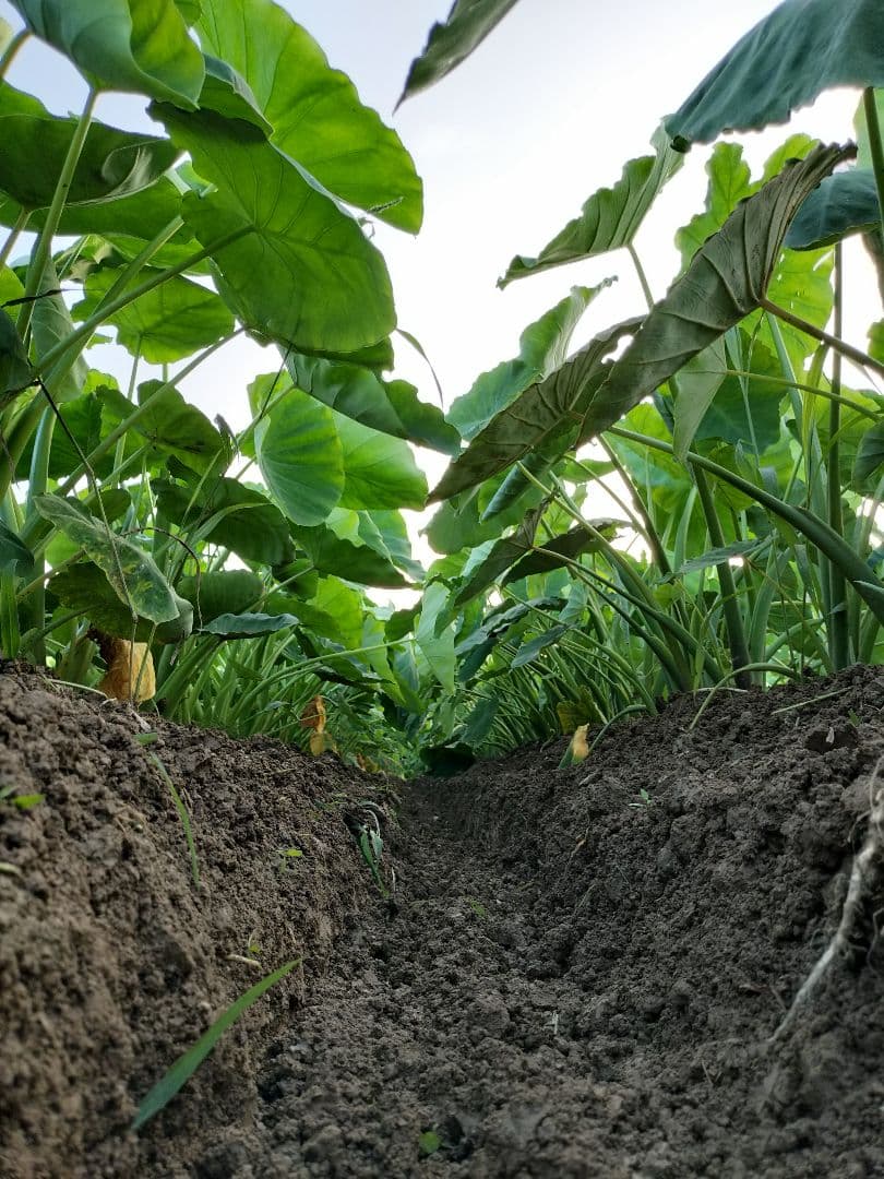 【栽培期間中農薬不使用】女早生 里芋 15kg