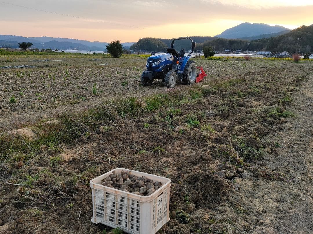 【栽培期間中農薬不使用】女早生 里芋 15kg