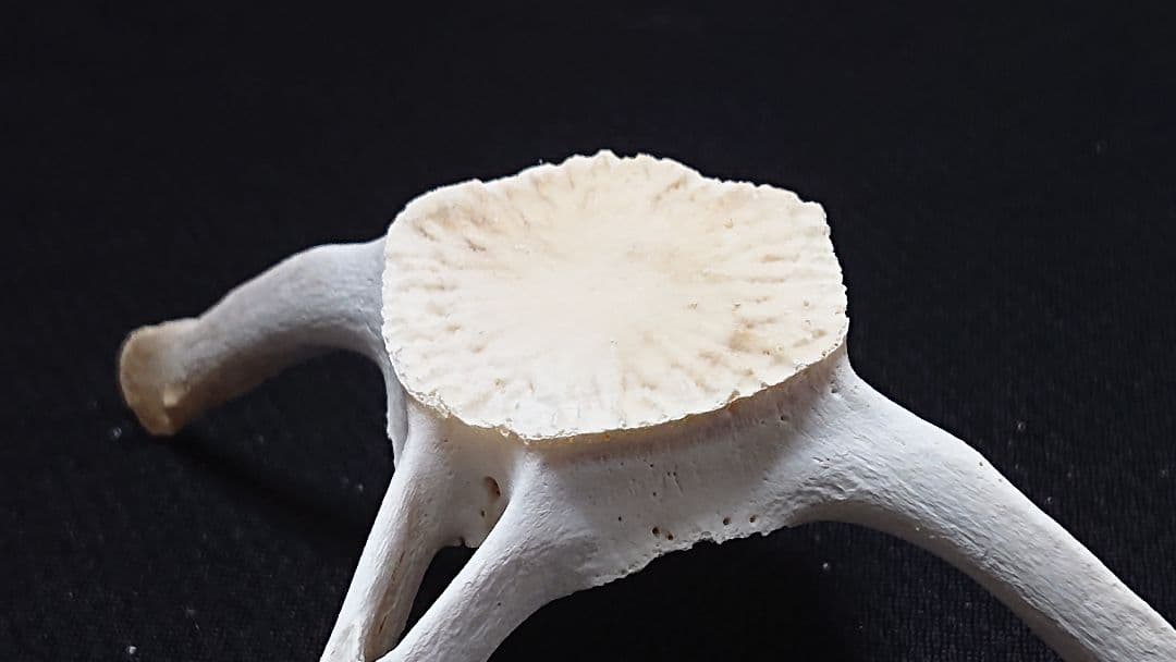 【希少】イルカの骨セット_4