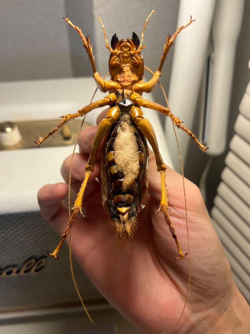 【特大極美】リオック Sia ferox コロギス 昆虫標本デュビアタランチュラ