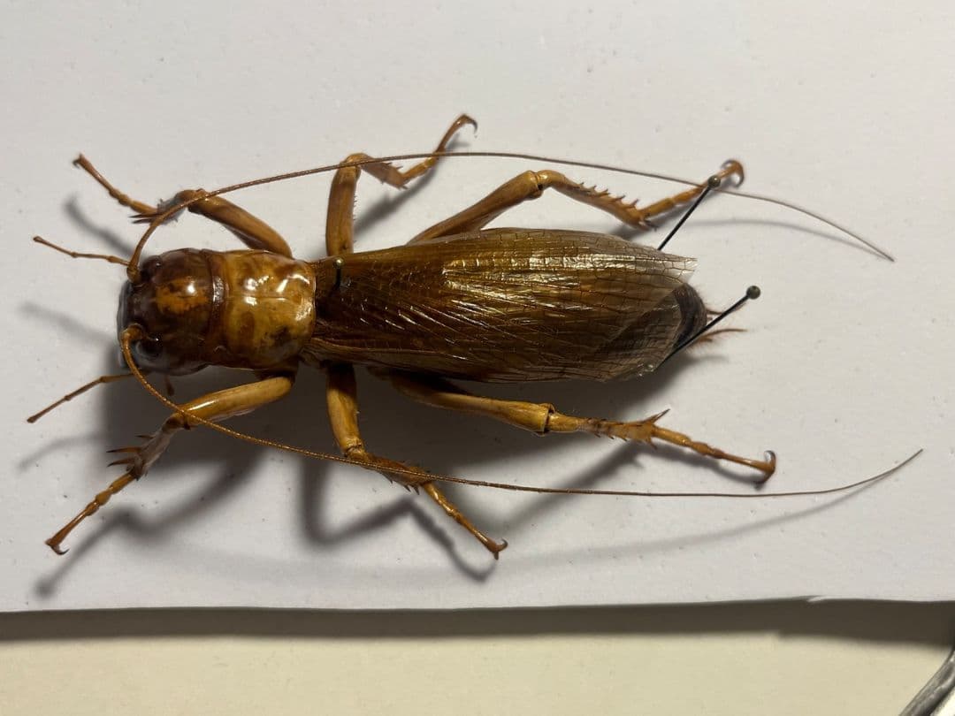 【特大極美】リオック Sia ferox コロギス 昆虫標本デュビアタランチュラ