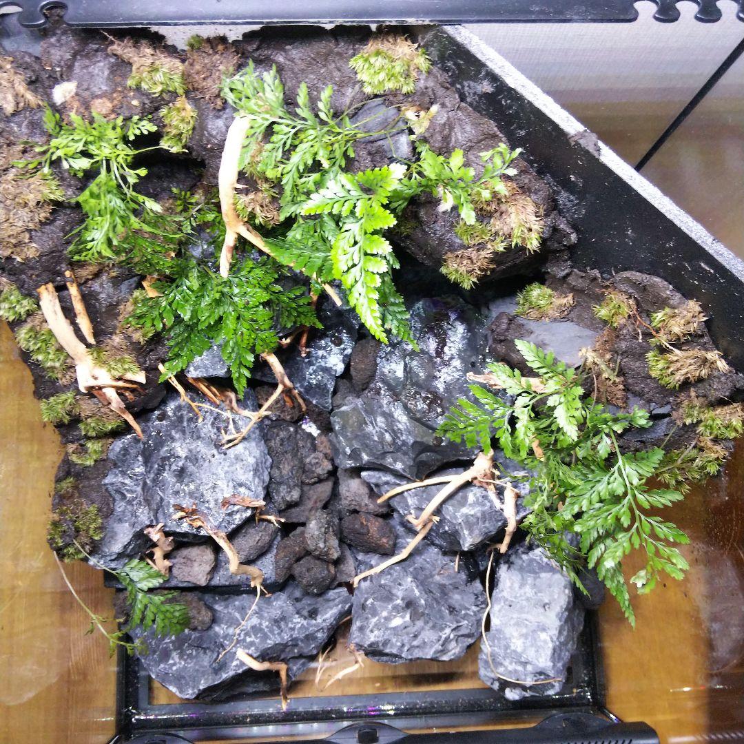 【受注生産】アクアテラリウム グラステラリウム