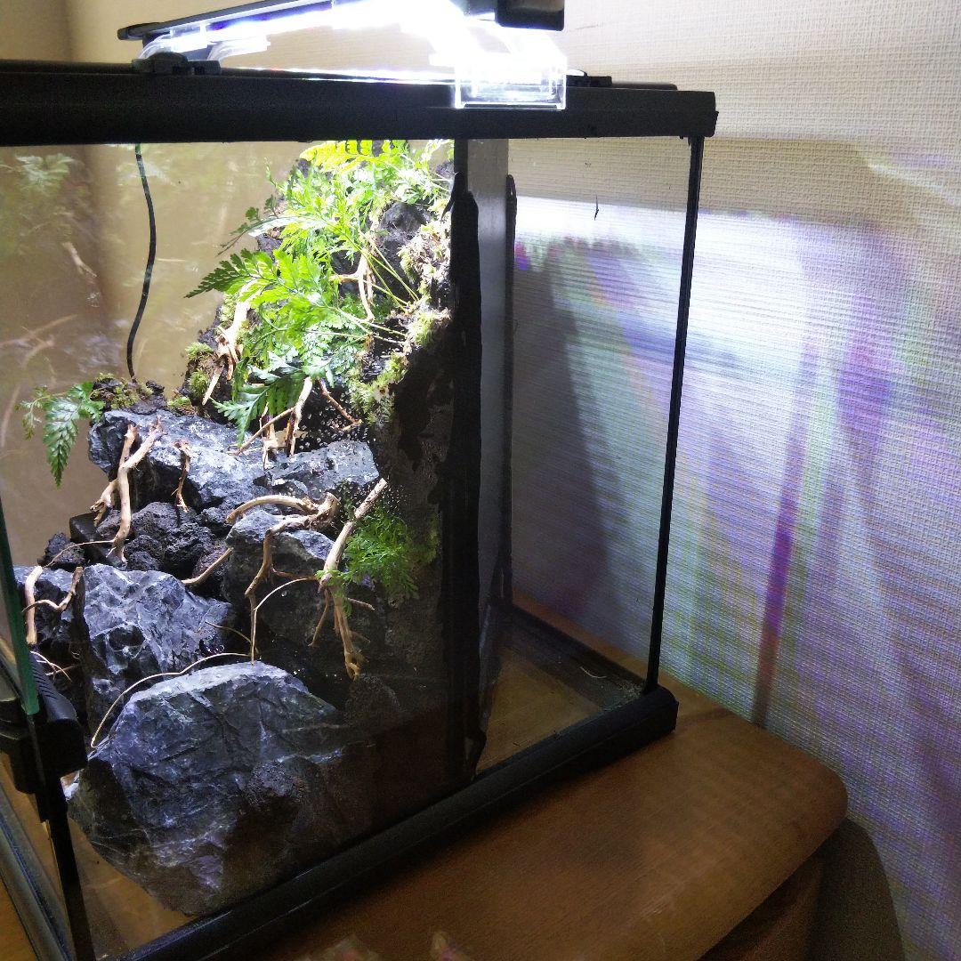 【受注生産】アクアテラリウム グラステラリウム