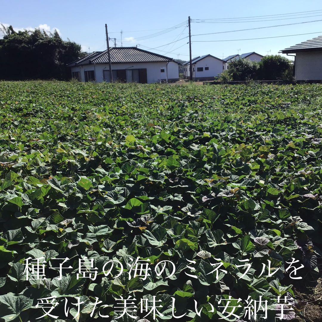 本場種子島産安納芋　Lサイズ20kgさつまいも王道 超希少です　#0