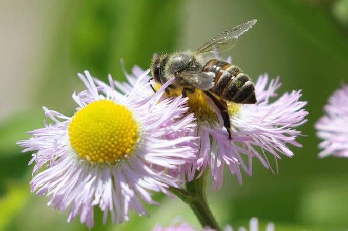 国産純粋百花はちみつ【1200グラム2本】無添加 　非加熱生蜂蜜