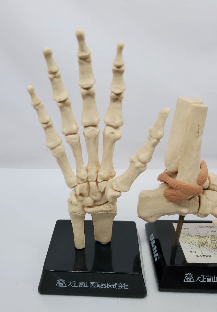 冠状動脈模型 手　足　骨格模型　大正富山