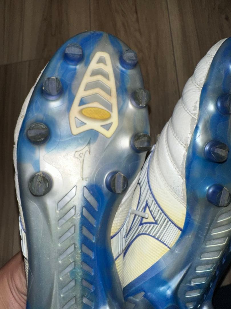 モレリアネオベータ　白×青