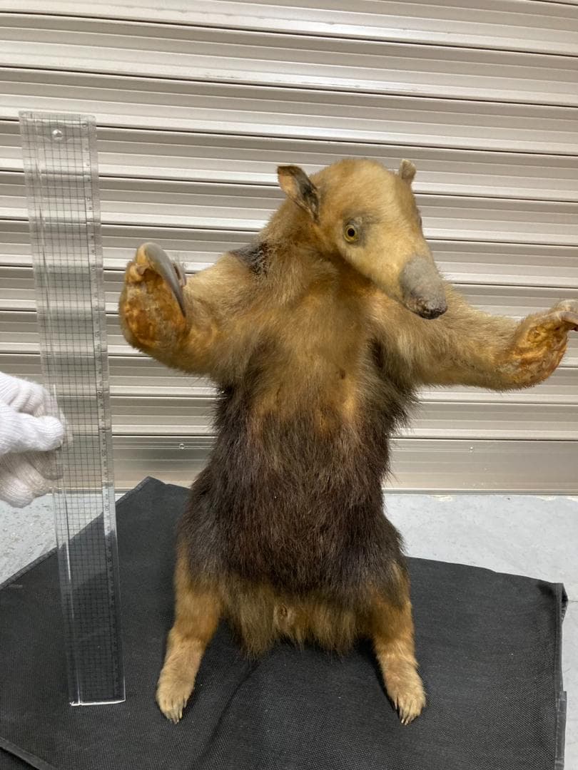 大幅値下げ‼️【超希少】ミナミコアリクイの剥製　美品