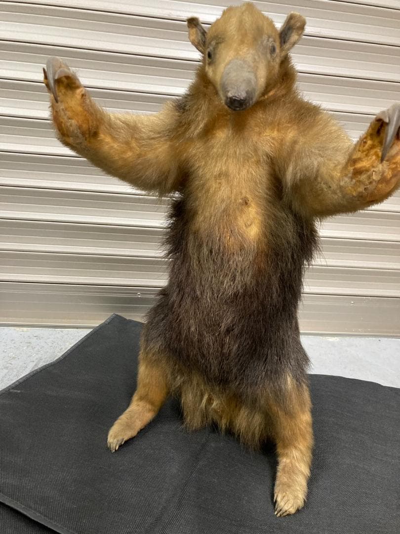 大幅値下げ‼️【超希少】ミナミコアリクイの剥製　美品