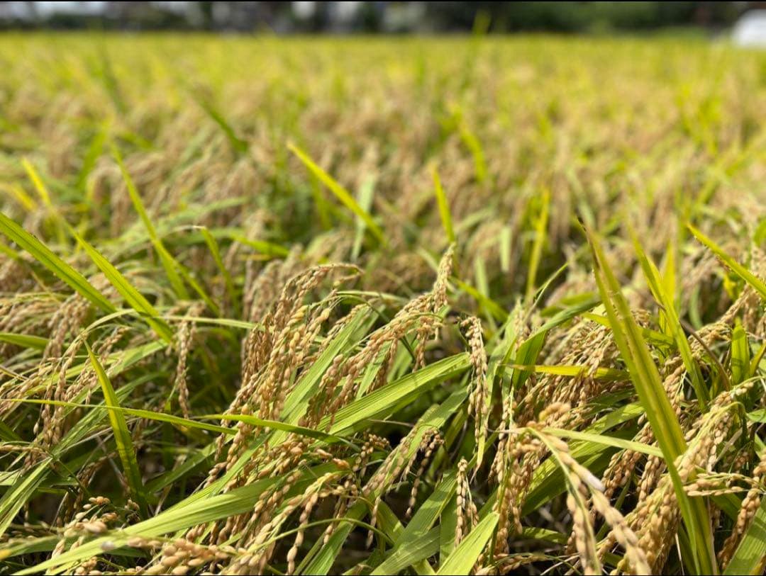 農薬化学肥料除草剤不使用　令和7年度新米　愛媛県産にこまる　天日干し米 10kg