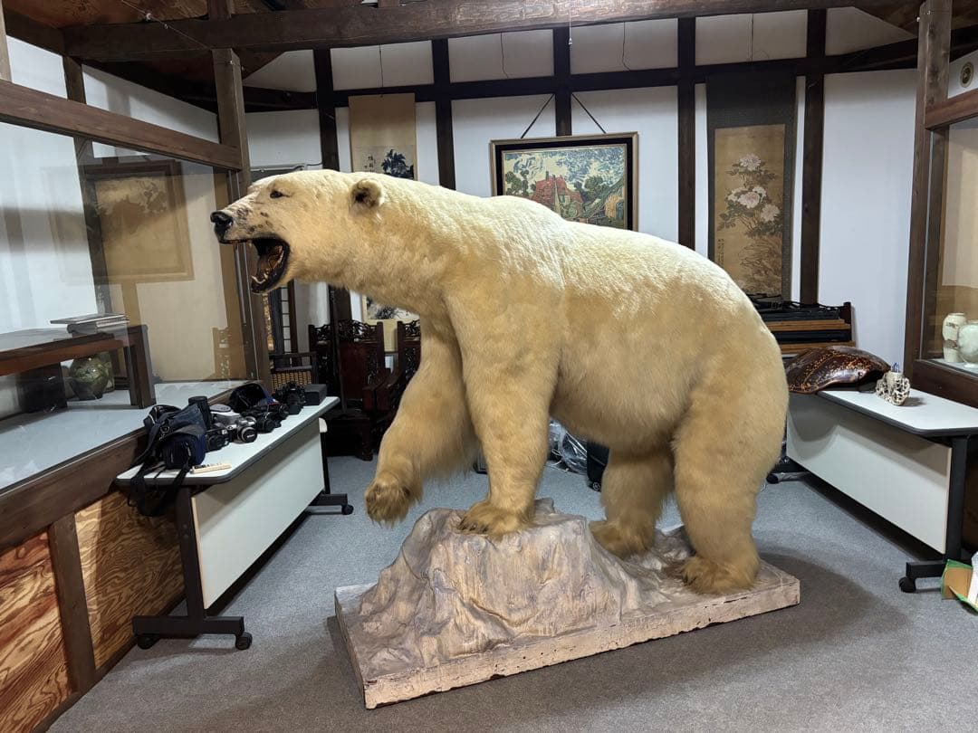 ホッキョクグマ 展示用標本
