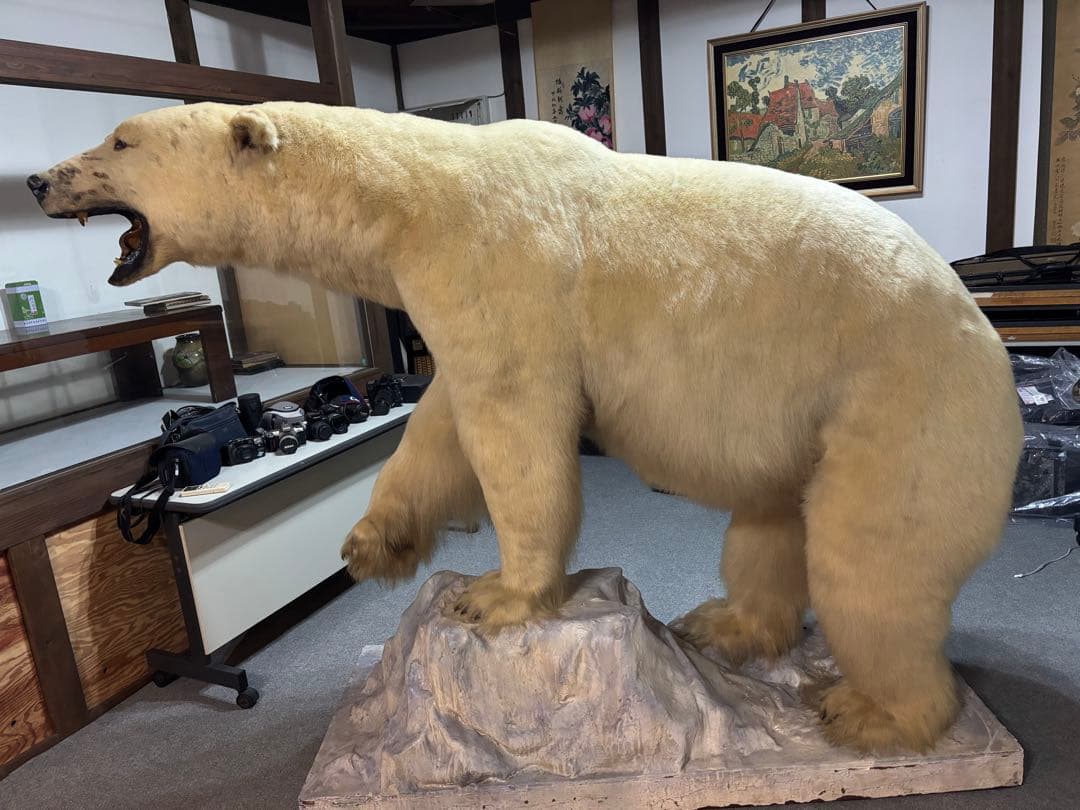 ホッキョクグマ 展示用標本