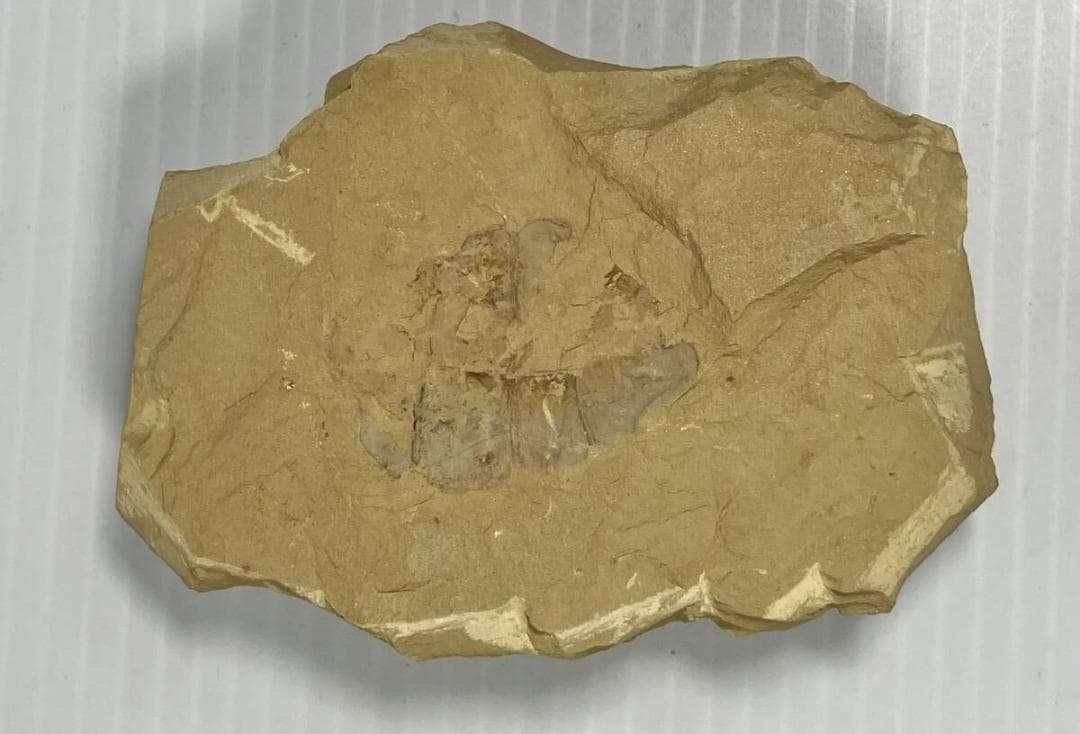 カンブリア紀 Vetulicola 化石｜ヴェトゥリコラ｜ 澄江動物群