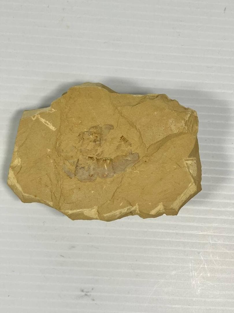 カンブリア紀 Vetulicola 化石｜ヴェトゥリコラ｜ 澄江動物群