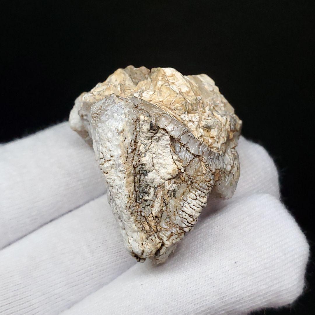 希少 カバ 化石 歯 本物 ジブチ共和国 35.93mm fr55