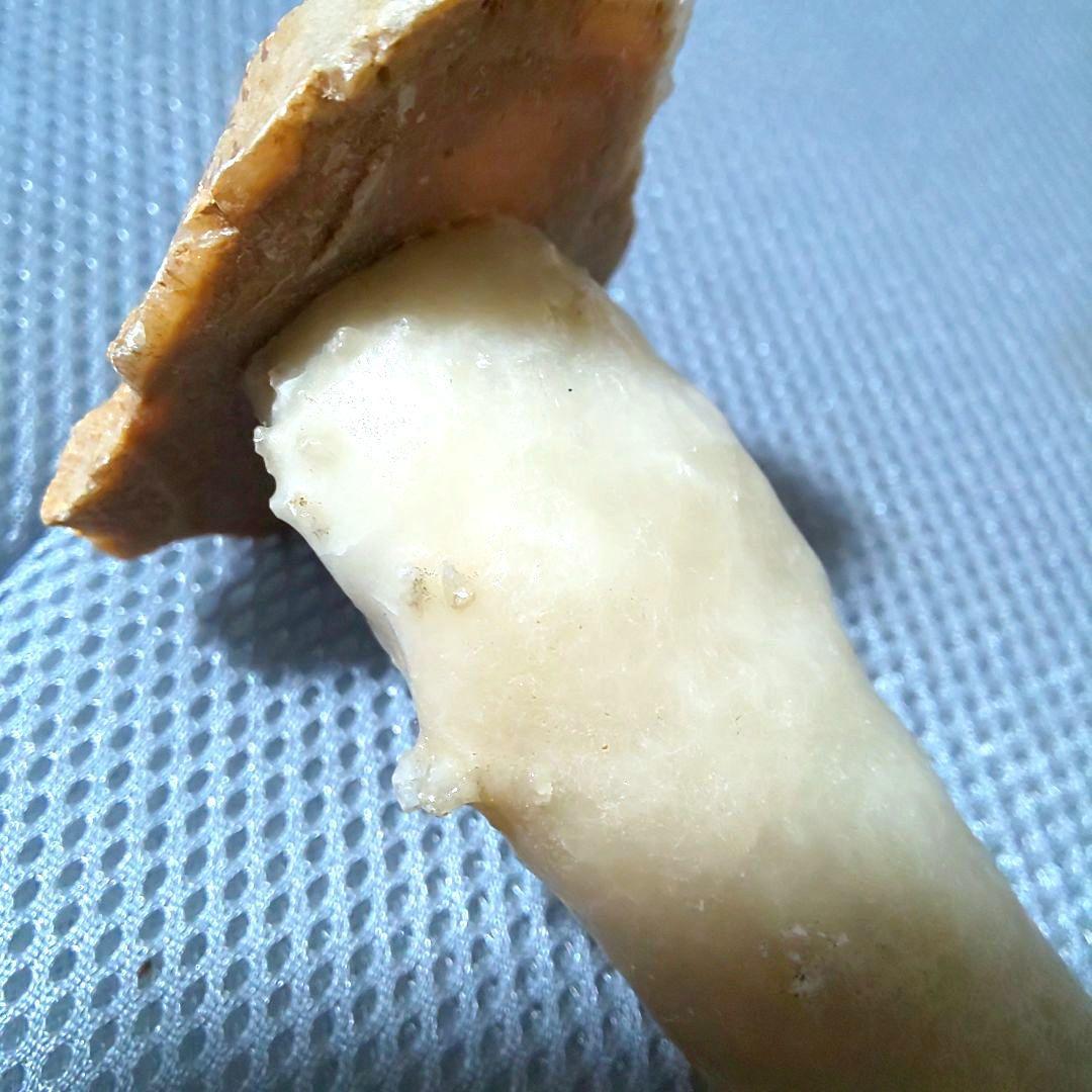 鍾乳石 長さ14.3cm