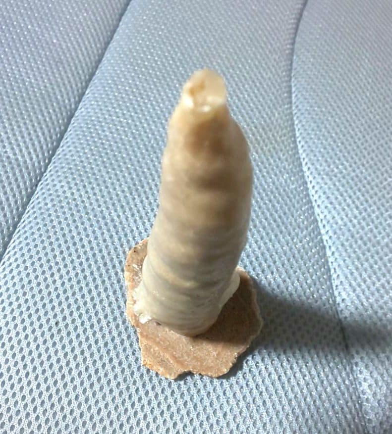 鍾乳石 長さ14.3cm