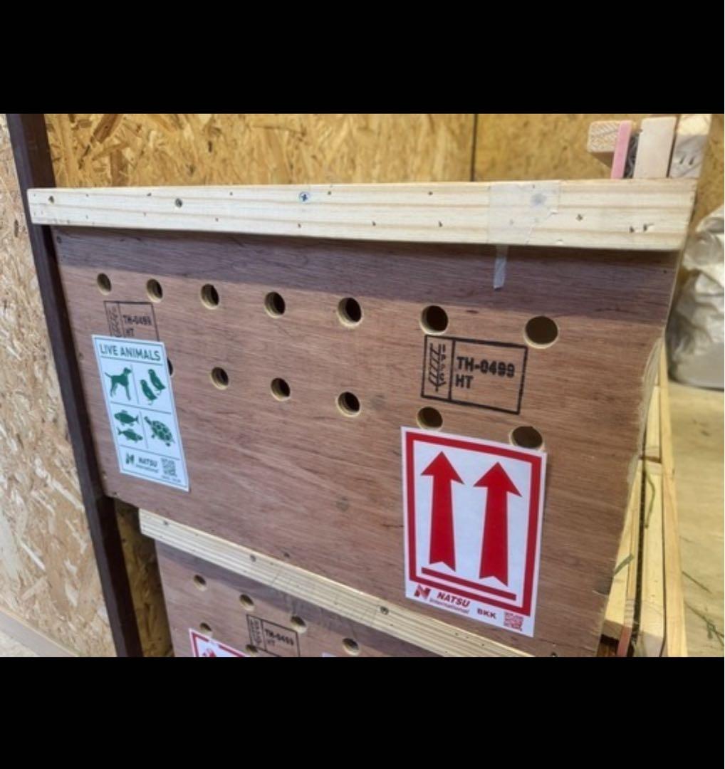 齧歯類用　海外動物輸送用クレート（うさぎの国際輸送適応キャリー）※着払い品