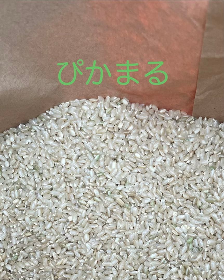 自家栽培　ぴかまる　玄米30kg