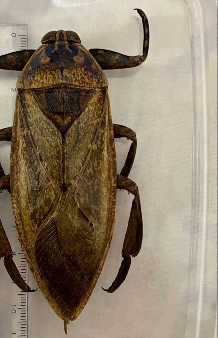 【超特大・約110mm】 ナンベイオオタガメ 標本 在庫1匹のみ 外国産