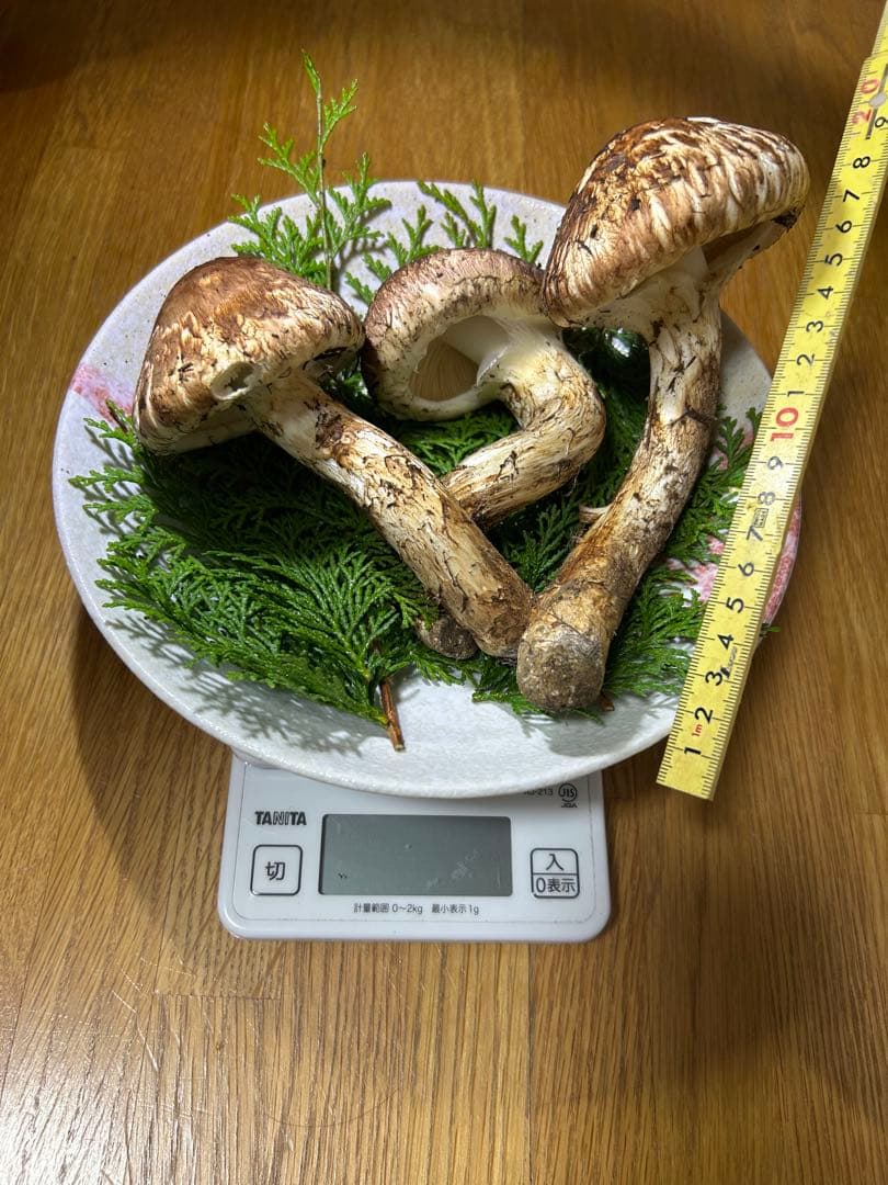 岩手県産松茸 265ｇ 今日の採れたて午後15時に採りました！
