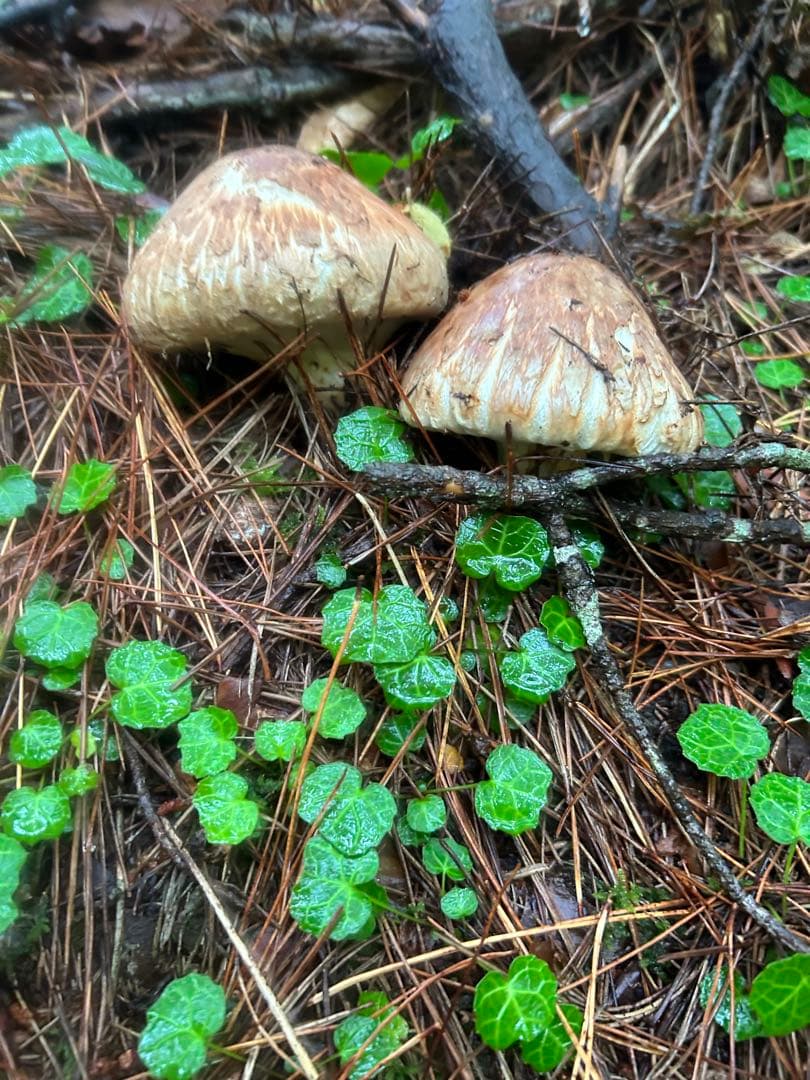 岩手県産松茸 265ｇ 今日の採れたて午後15時に採りました！