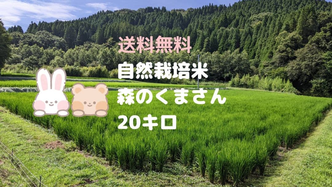 ★自然栽培米　玄米20kg(5kg×4)　令和7年度　熊本県産　森のくまさん★
