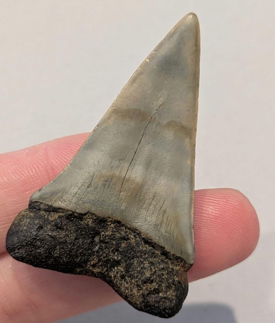 ホホジロザメ　ハスタリスの歯の化石