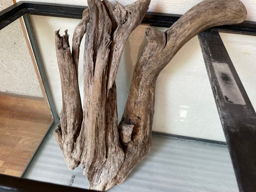 超大型　☆アクアリウム　生花　テラリウム 爬虫類　天然流木 ホーンウッド　1点者