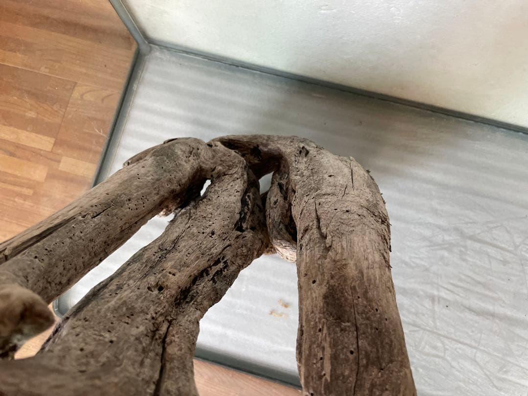 超大型　☆アクアリウム　生花　テラリウム 爬虫類　天然流木 ホーンウッド　1点者