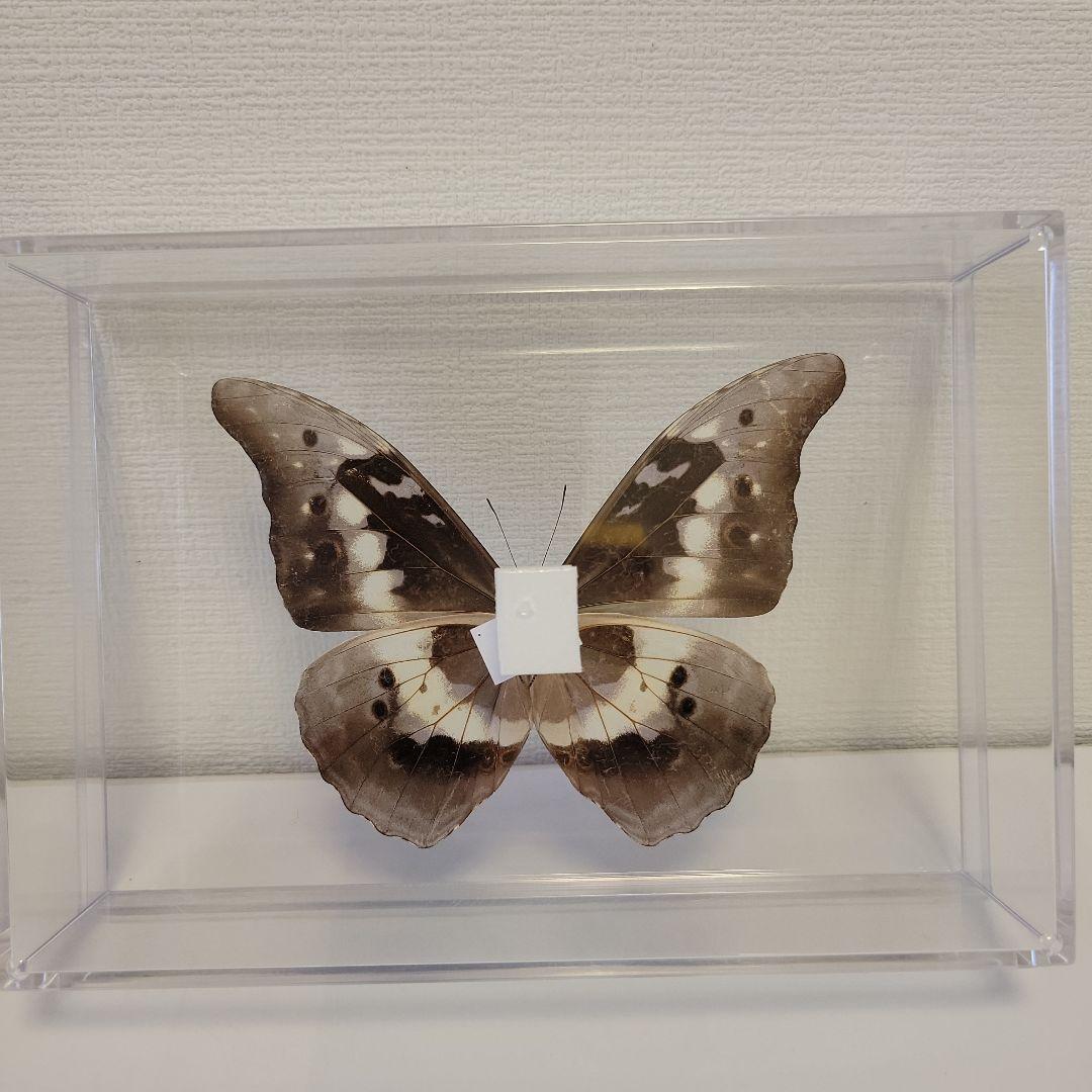 蝶の標本　モルフォの王様(珍1)