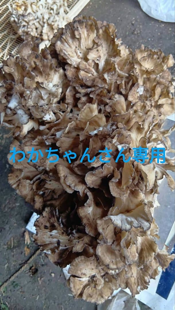 わかちゃんさん専用　岩手県産天然舞茸1.2キロ