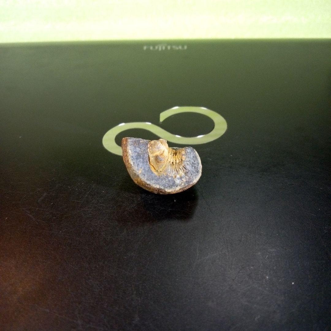 三葉虫　化石　fossil　海　ボリビア産　trilobite　海生動物判別⑬