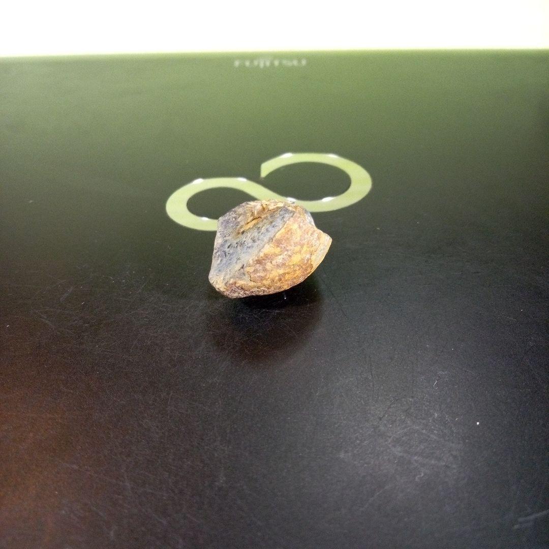 三葉虫　化石　fossil　海　ボリビア産　trilobite　海生動物判別⑬