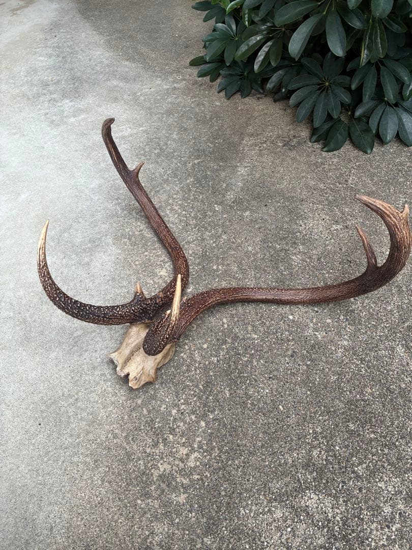 【超希少】エゾシカ　鹿の角　奇形　シンメトリー