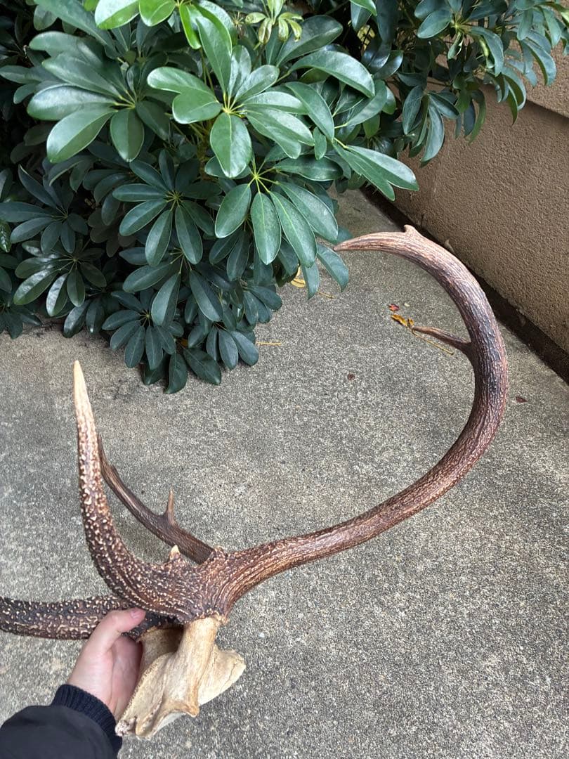 【超希少】エゾシカ　鹿の角　奇形　シンメトリー