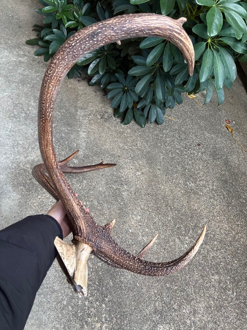 【超希少】エゾシカ　鹿の角　奇形　シンメトリー