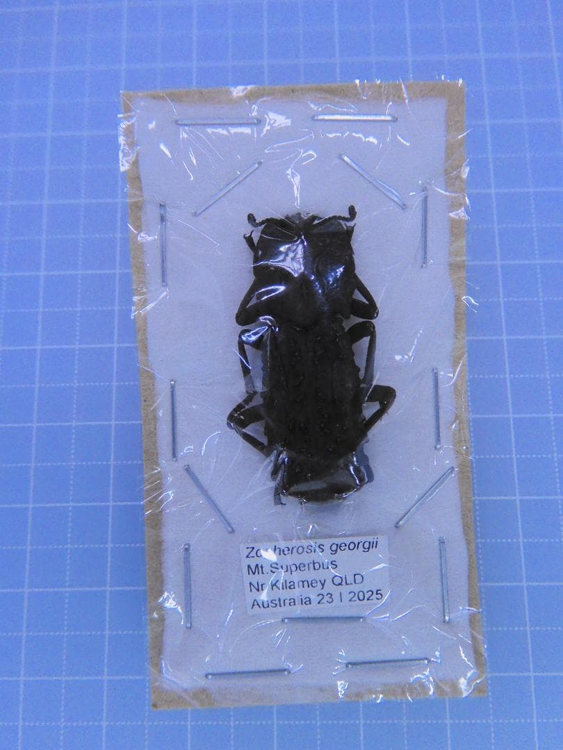 オーストラリア産　珍品　アトコブゴミムシダマシ