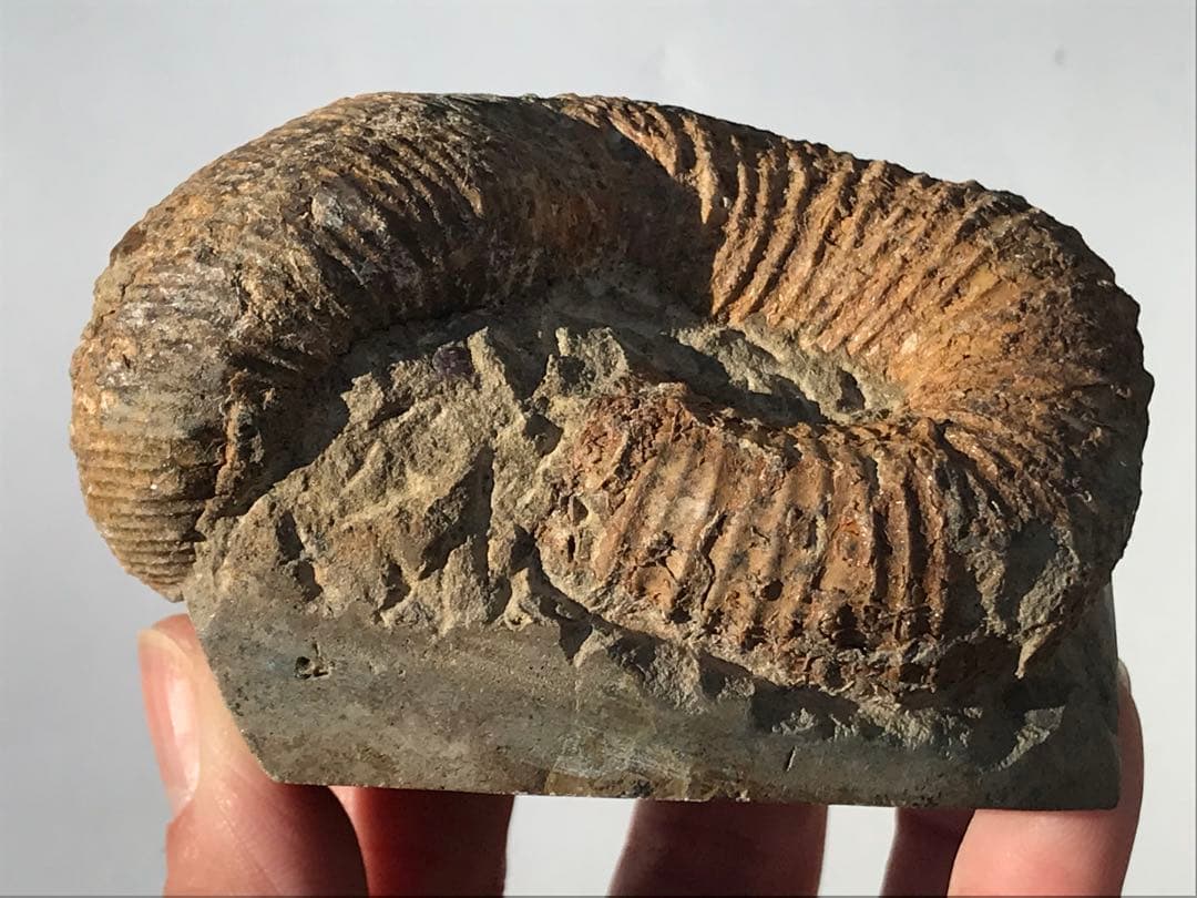 【限定価格】マダガスカル産　異常巻きアンモナイト化石（ノストセラス）　母岩付き