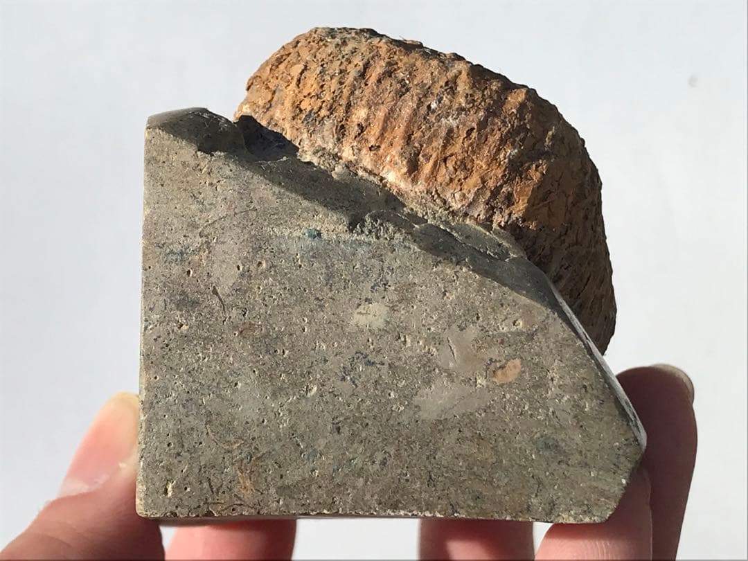 【限定価格】マダガスカル産　異常巻きアンモナイト化石（ノストセラス）　母岩付き