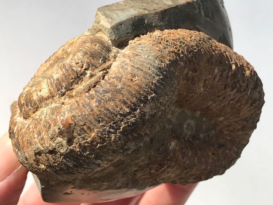 【限定価格】マダガスカル産　異常巻きアンモナイト化石（ノストセラス）　母岩付き